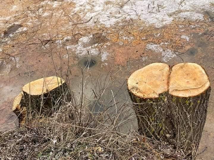 Замість дерев на березі озера залишилися пеньки